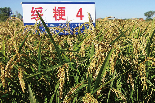 算好&ldquo;如東大米&rdquo;三筆賬 如東三年助農(nóng)增收超5億元