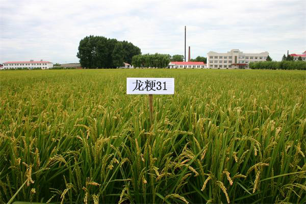 吉林&ldquo;舒蘭大米&rdquo;日產(chǎn)2000多噸