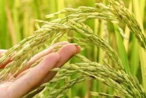 綠色大米是有機(jī)大米嗎？