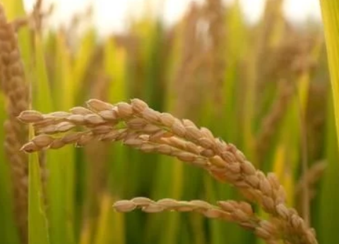 種了這么多年水稻我們知道粳稻和秈稻的區(qū)別嗎？