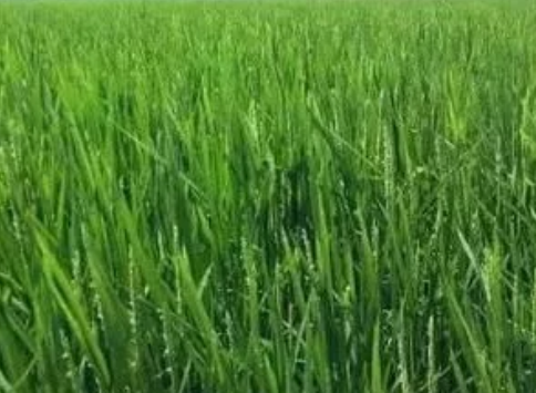 水稻功能保護區(qū)迎豐收