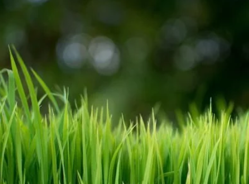 水稻高產(chǎn)栽培技術(shù)，掌握科學(xué)種植技巧，以減少病蟲害的發(fā)生