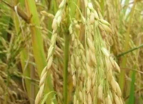 稻谷田間管理，執(zhí)行好三大原則