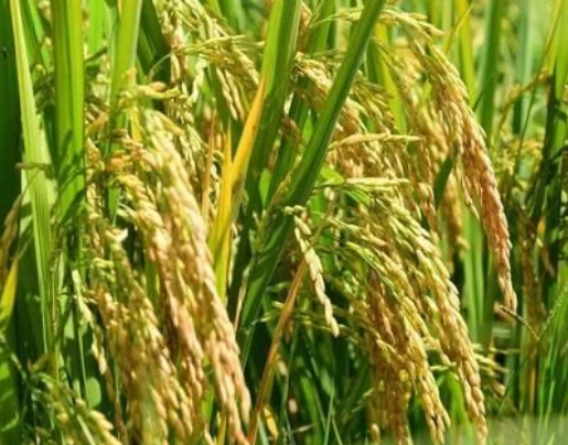 水稻直播高產(chǎn)栽培技術(shù)，要注意這幾點，你也能有大豐收
