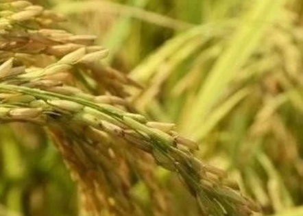 稻瘟病是水稻重要病害，簡單了解，重點時期預(yù)防