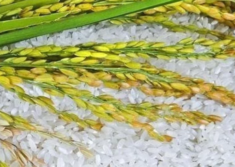 打造種業(yè)&ldquo;中國芯&rdquo;！隆平生物種業(yè)產(chǎn)業(yè)園開工建設(shè)，總投資120億