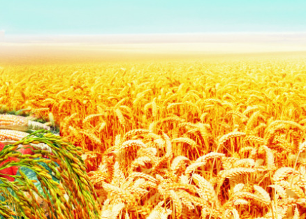 水稻直播高產(chǎn)栽培技術(shù)，要注意這幾點，你也能有大豐收